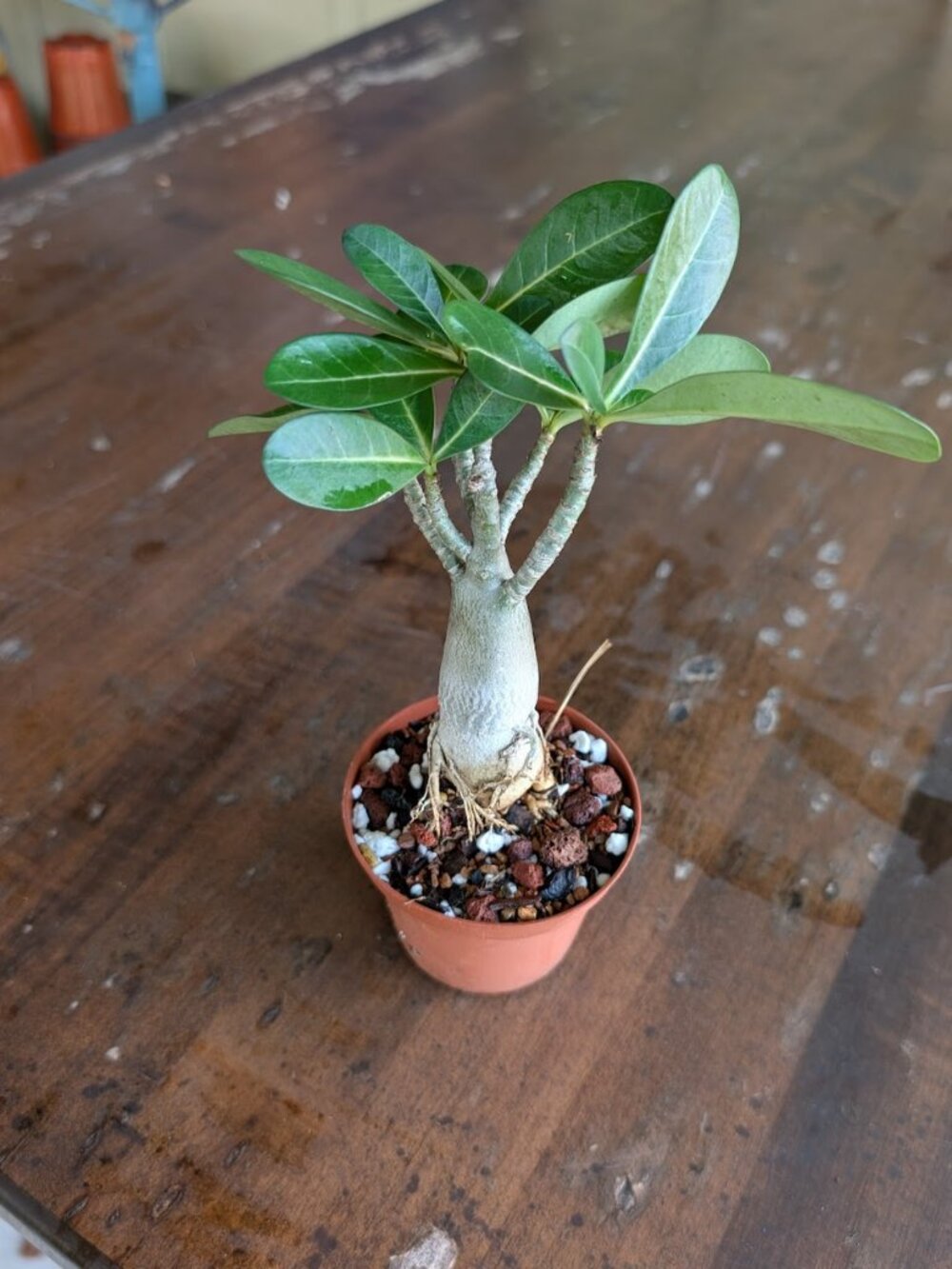 Adenium 'Desert Rose' 3 inch Multi Branch Starter Plants - Picture 1 of 3